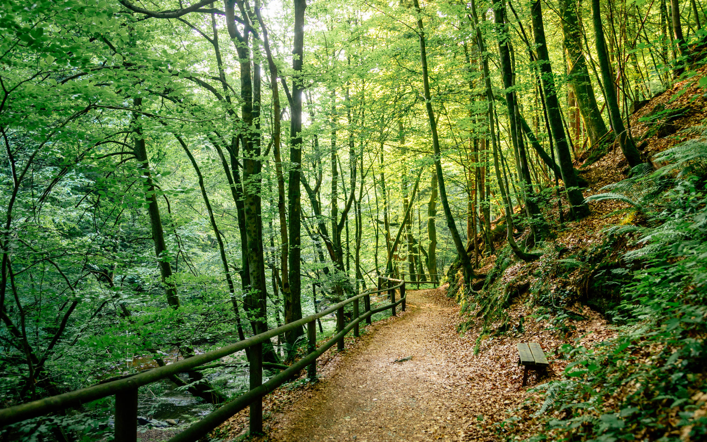 Wanderweg durch den Wald